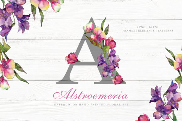 Alstroemeria Watercolor Illustrations