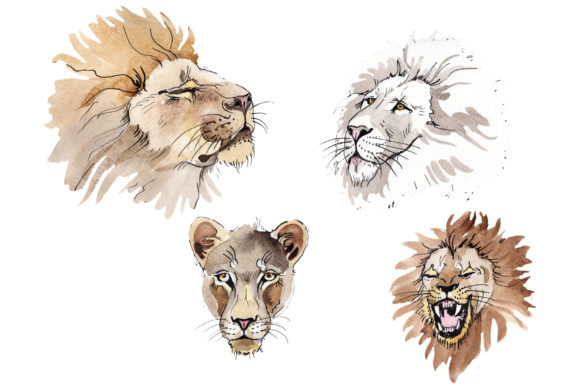 Animal Lion Watercolor Review