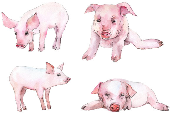 Animal Pig Watercolor Illustrations