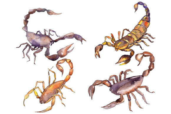 Animal World Scorpion Watercolor Illustrations