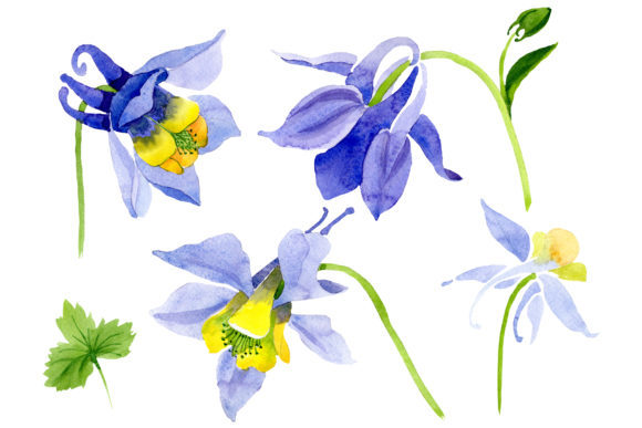 Aquilegia Violet Watercolor Illustrations