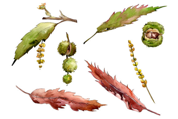 Autumn Chestnut Watercolor Plant Set Illustrations