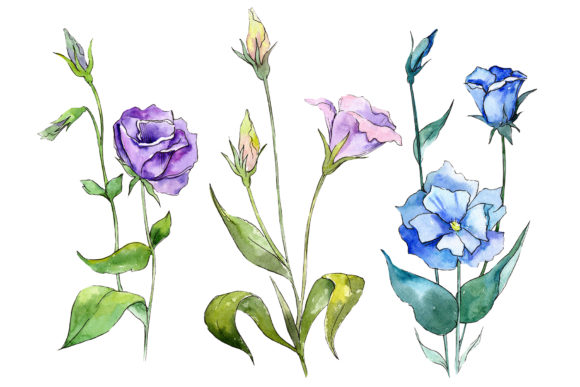 Blue and Purple Eustoma Watercolor Set for Illustrations