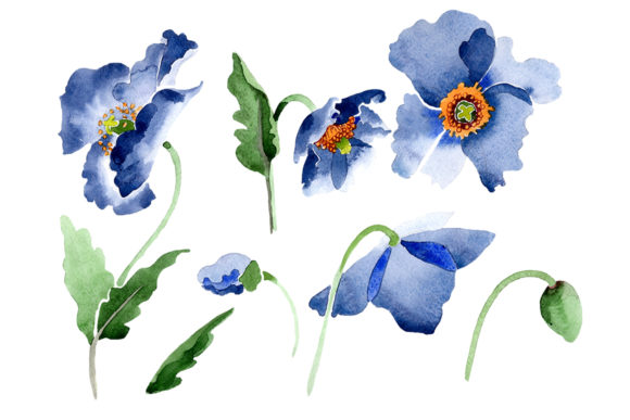 Blue Poppy Flower Watercolor Illustrations