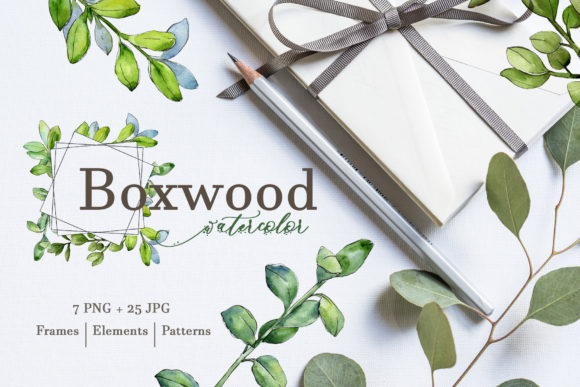 Boxwood Watercolor Illustrations