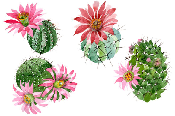 Cactus Green Spiny Ordinary, Flower Watercolor Illustrations