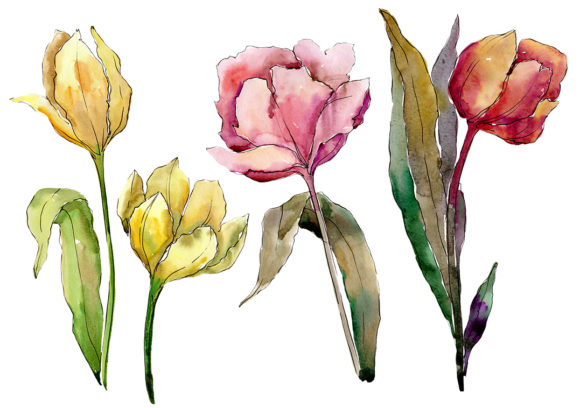 Colorful Tulips Watercolor Flower Set and Illustrations