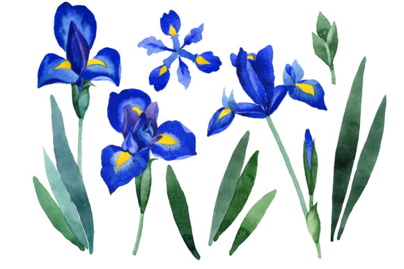Cool Blue Irises Watercolor Set