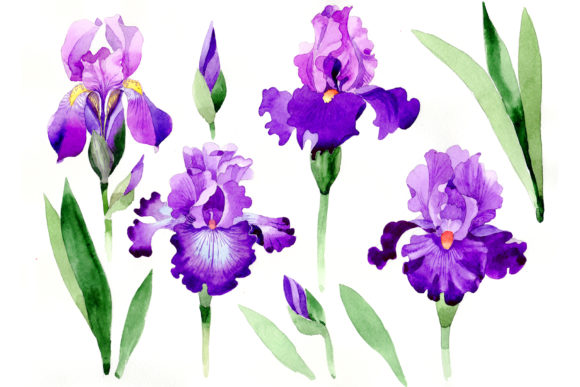 Cool Purple Irises Watercolor Set Illustrations