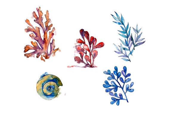 Coral Crown of Thorns Watercolor