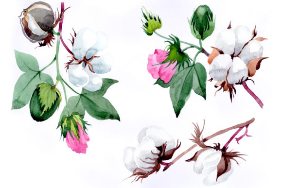 Cotton Plant Flower Watercolor Set and Illustrations