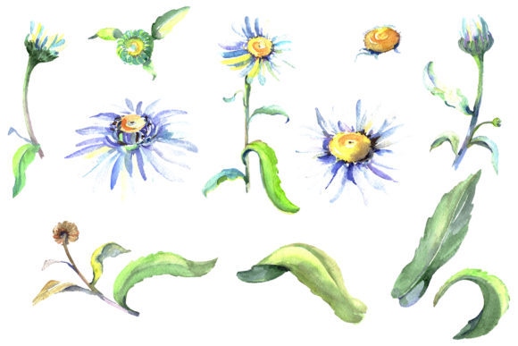 Daisy Chamomile Watercolor Illustrations