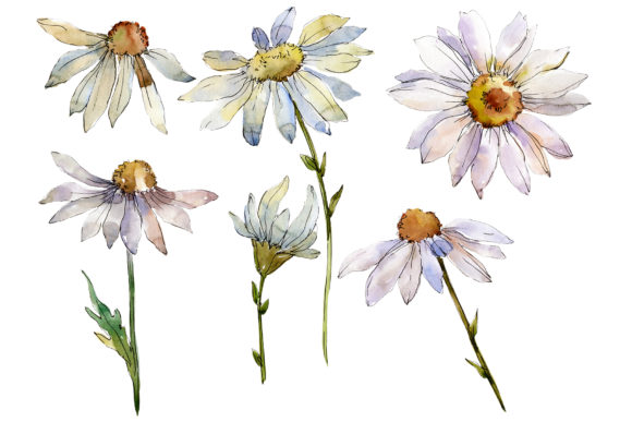 Daisy White Watercolor