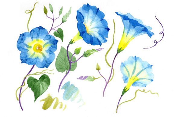 Elegant Ipomoea Blue Flower Watercolor Set
