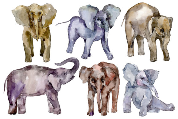 Elephant Watercolor Illustrations