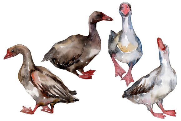 Farm Animals Geese Watercolor Illustrations