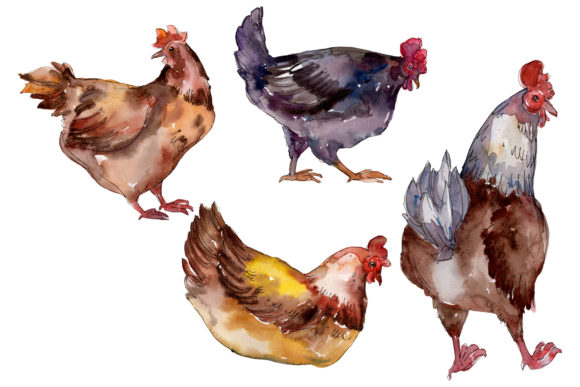 Farm Animals Hen Watercolor Illustrations