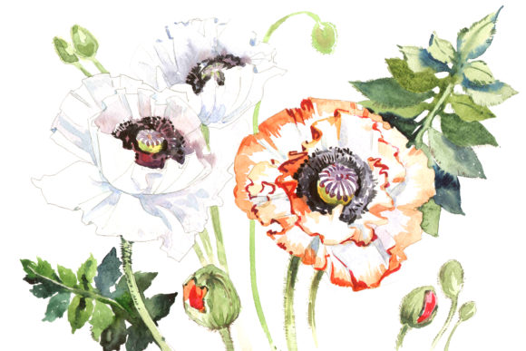Field Poppies Watercolor Flower Set Illustrations