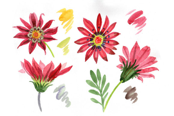 Flower Red Gazania Watercolor Set and Illustrations