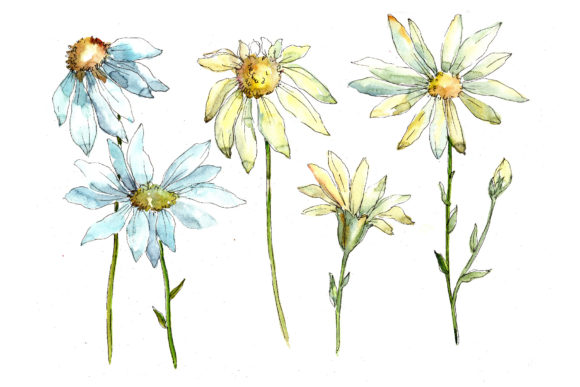 Funny Chamomiles Watercolor Flower Set