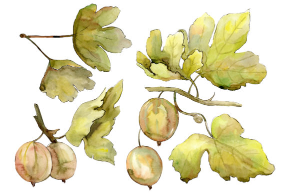 Gooseberry Watercolor Illustrations