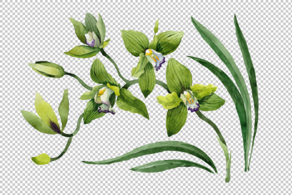 Green Orchid Flower Watercolor Set and Illustrations
