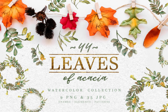 Leaves of Acacia Watercolor Illustrations
