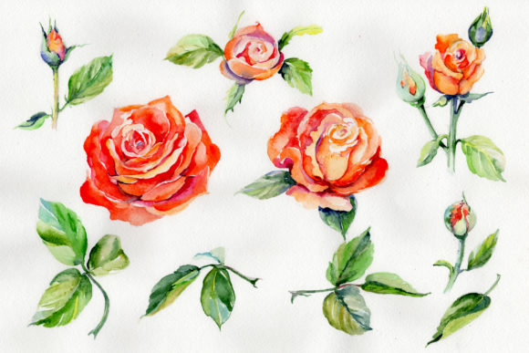 Light Red Rose Watercolor Flower Set and Illustrations