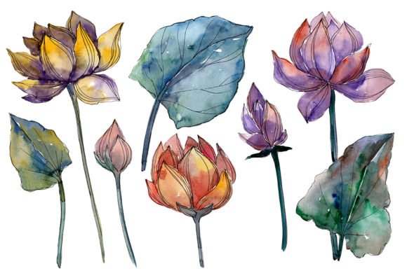 Lotus Flower Watercolor