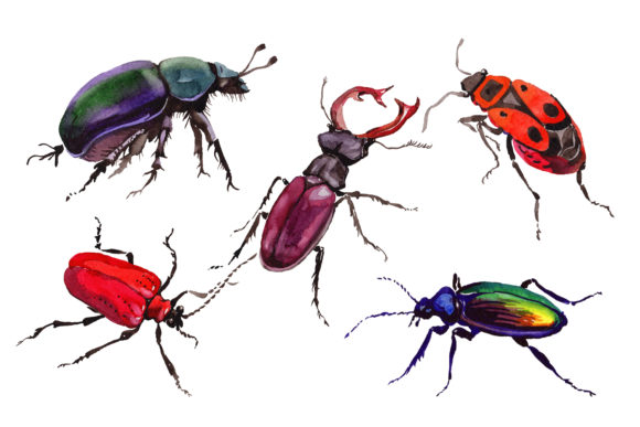 May Beetle Ordinary Watercolor