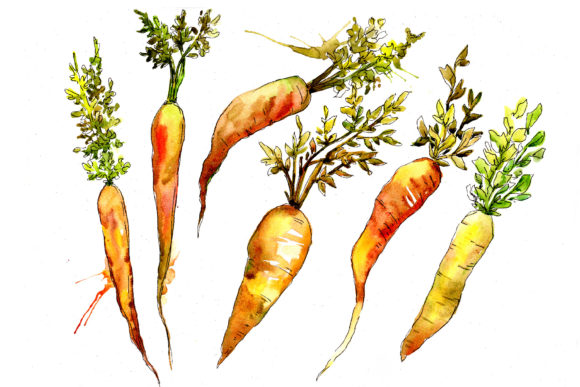 Orange Carrot Watercolor Vegetables Set Illustrations