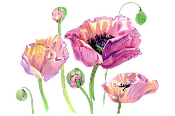 Original Poppy Watercolor Illustrations