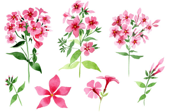 Phlox Pink Watercolor Illustrations