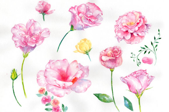 Pink Rose Strength of Love Watercolor Illustrations
