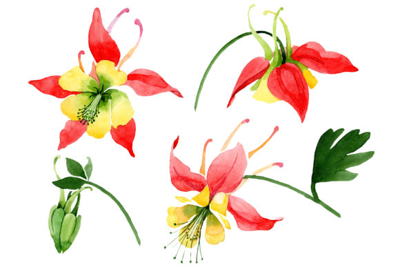 Red Aquilegia Flower Watercolor Illustrations