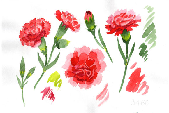 Red Dianthus Watercolor Flower Set Illustrations