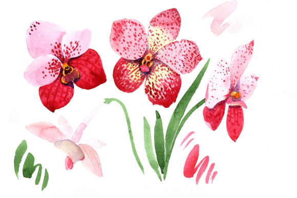 Red Orchid Vanda Watercolor Set and Illustrations