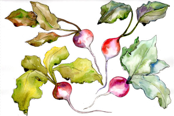 Red Radish Vegetables Watercolor Set and Illustrations