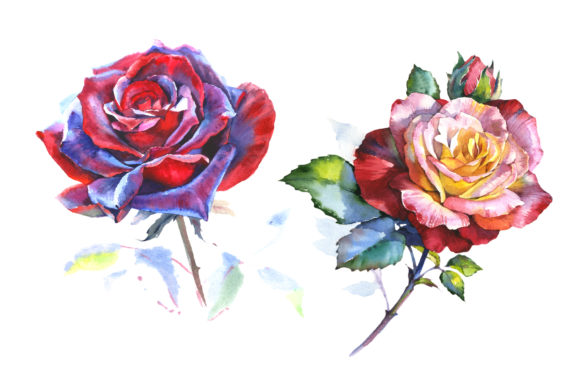 Stunning Big Red Rose Watercolor Set and Illustrations