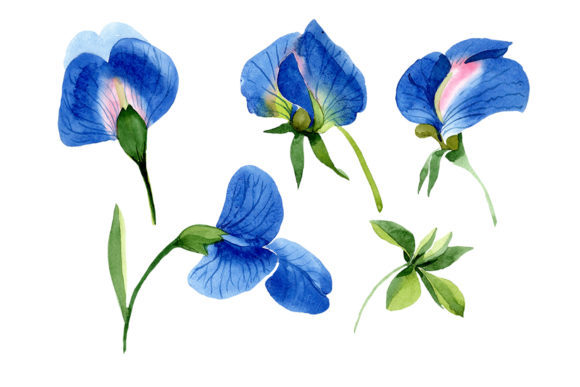 Sweet Pea Blue Watercolor Illustrations