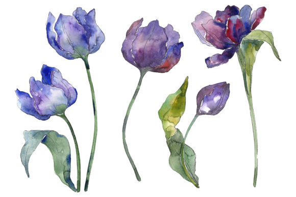 Tulips Blue Watercolor Illustrations