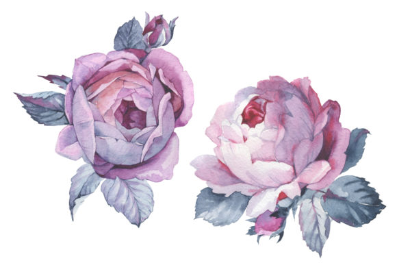 Two Pink Roses Watercolor Set Illustrations