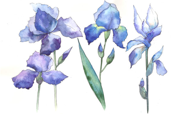 Watercolor Blue Irises Flowers Set