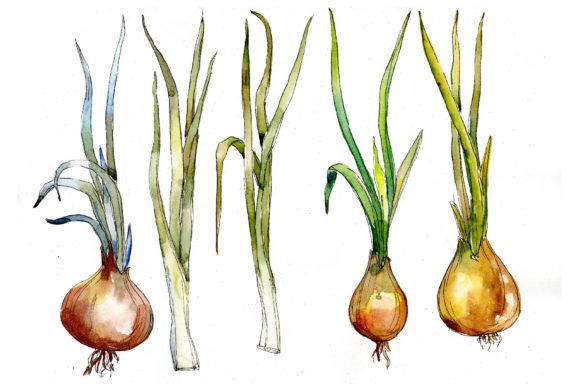 Watercolor Onion Vegetables Set and Illustrations