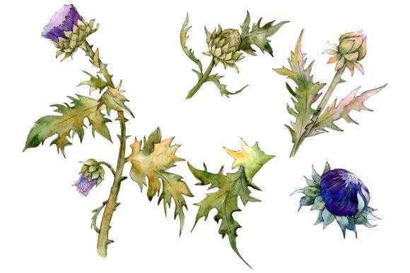 Watercolor Thistle Illustrations