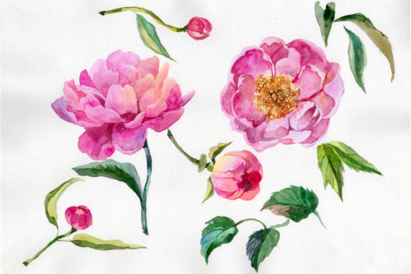 Wildflower Elegant Pink Peony Watercolor Set and Illustrations