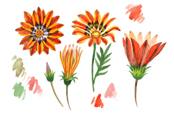 Wildflower Orange Gazania Watercolor Set and Illustrations