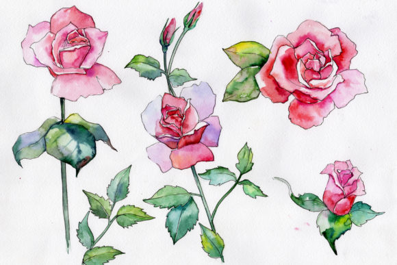 Wildflower Pink Rose Watercolor Set